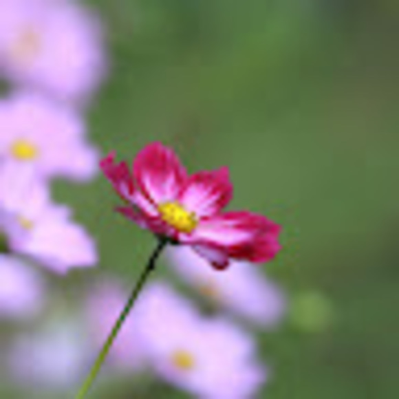 jenny_schule